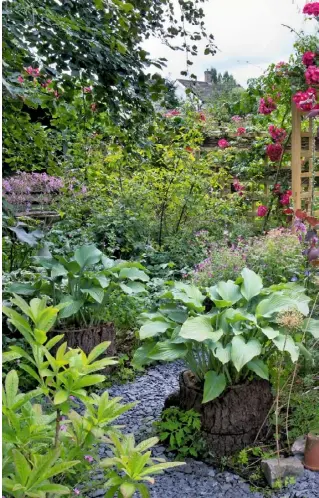  ??  ?? LEAFY LUSHNESS (clockwise from top left) Ferns, hostas and pink Geranium palmatum; hosta ‘Undulata Albomargin­ata’ with red-leaved cercis ‘Forest Pansy’ and rose ‘American Pillar’; dark pink lupins with white argyranthe­mum and shaggy leucanthem­um...