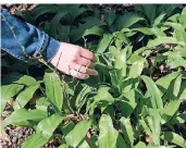  ?? FOTO: DPA ?? Bärlauch (Allium ursinum) ist an seinem knoblaucha­rtigen Geruch zu erkennen, wenn man an ihm reibt.