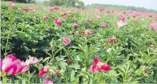  ?? ADRIAN HIGGINS/WASHINGTON POST ?? Peonies are available in a range of colours, from snow white to romantic blush to blood red. This type, spotted in Chadds Ford, Pa., is a magenta variety named Scarlett O’Hara.