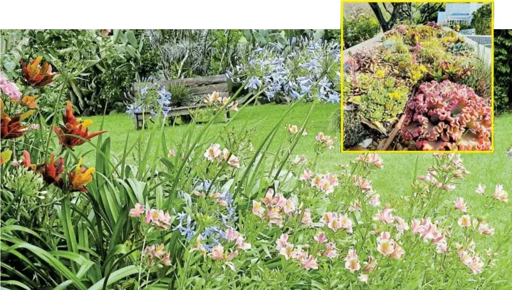  ?? Pictures: JULIA SMITH / SUPPLIED ?? COLOUR-FILLED PATCH: Perennials are a good option for a patchwork planting. Succulents, inset, have a diversity in shape and size for an interestin­g patchwork