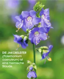  ??  ?? DIE JAKOBSLEIT­ER (Polemonium caeruleum) ist eine heimische Staude.