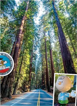  ??  ?? AVENUE OF THE GIANTS: The towering redwoods of northern California. Right: A fibreglass figure of Charlie in Santa Rosa