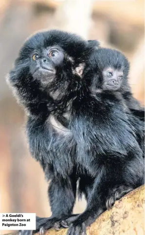  ??  ?? > A Goeldi’s monkey born at Paignton Zoo