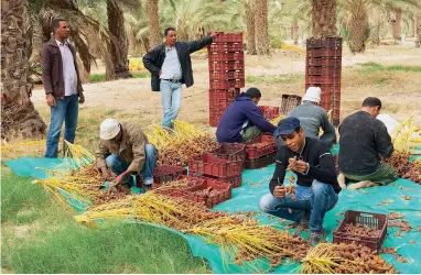  ??  ?? Des Tunisiens récoltent des dates à El-goula, en décembre 2011.