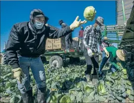  ?? Mel Melcon Los Angeles Times ?? OSIMIN ORIANA, left, harvests cabbage at Big E Produce in Lompoc, Calif., last year. Over 8,500 agricultur­e jobs were lost last year, a state lawmaker said.