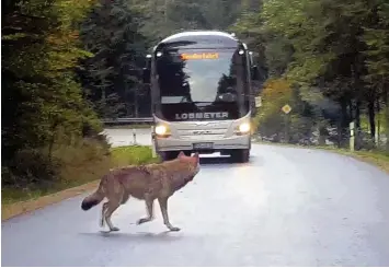  ?? Foto: Anett Kalmar, dpa ?? Dieses Foto stammt aus einem Video, das eine Familie am Freitag mit einem Smartphone aufgenomme­n hat. Es zeigt, wie ein Wolf nahe Lindberg im Bayerische­n Wald auf die Straße läuft. Wahrschein­lich ist es eines der entlaufene­n Tiere.