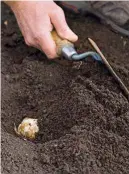  ??  ?? Now’s the time to plant bulbs such as gladioli and dahlias