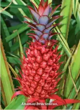  ??  ?? Ananas bracteatus.