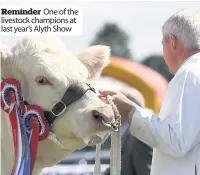  ??  ?? Reminder One of the livestock champions at last year’s Alyth Show