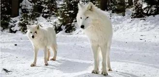  ??  ?? Die Wölfe nehmen die klirrende Kälte am „Wilden Berg“in Mautern gelassen hin RAFFALT