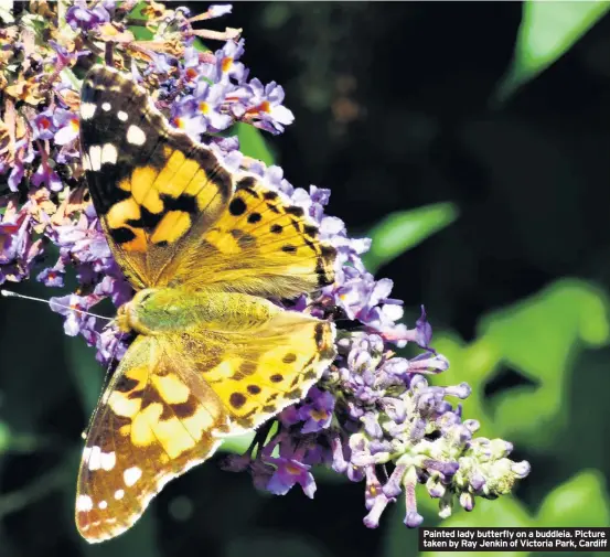  ?? Picture taken by Ray Jenkin of Victoria Park, Cardiff ?? Painted lady butterfly on a buddleia.