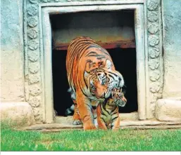 ?? ?? Un tigre de Sumatra y su cría en Bioparc Fuengirola.