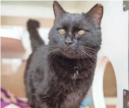  ?? ARIZONA HUMANE SOCIETY ?? A valiant character who is never “Les Miserables,” handsome Jean Valjean has remained hopeful and loving. The 6-year-old black domestic shorthair is a courageous and resilient soul who has not only helped himself succeed but also sees the best in everyone.