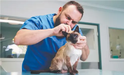  ?? Picture: BRENDAN RADKE ?? THOROUGH CHECK: Edmonton Veterinary Clinic owner Jason Buttigieg checks over Steph the Siamese cat for ticks.