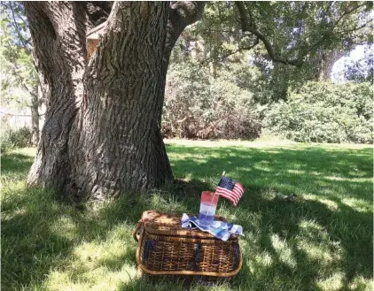  ?? LUCY LUGINBILL/TRI-CITY HERALD/TRIBUNE NEWS SERVICE ?? This mulberry tree has shaded generation­s of friends and families over the years, a favorite place during Fourth of July celebratio­ns.