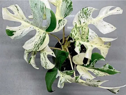  ??  ?? A Trade Me bidder has offered $27,100 for this rare vining plant, a variegated minima.