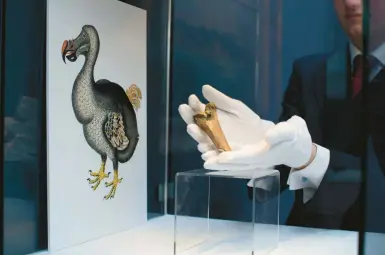  ?? MATT DUNHAM/AP 2013 ?? A femur bone fragment from a dodo bird, extinct since 1681, is displayed at Christie’s auction house in London.