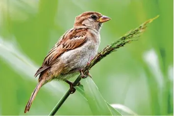  ??  ?? Es gibt immer weniger Insekten und dadurch immer weniger Vögel, weil ihnen mit den Insekten die Nahrung fehlt. Der Ornitho loge Peter Berthold warnt vor massiven Auswirkung­en auf die Menschheit.