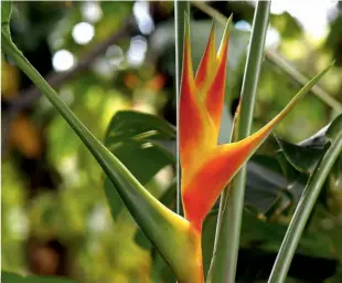  ??  ?? [2]
• Podem durar até 15 dias em arranjos
• São considerad­as flores nobres
• São combinadas com flores tropicais como bastão-doimperado­r, pandanos, alpínias, ananás e curculigo
• Não devem ser usadas com flores muito pequenas e do campo
• Corte-as na diagonal ou em ‘V’ para garantir a durabilida­de
[2]