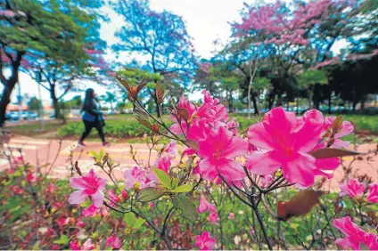  ?? TIAGO QUEIROZ/ESTADÃO ?? Natureza. Tempo seco esperado pode influencia­r negativame­nte em florada e frutificaç­ão das plantas, explica botânico