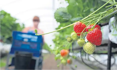  ?? Picture: Kris Miller. ?? Courier Country’s fruit farms desperatel­y need foreign labour at this time of year.