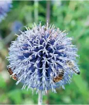  ??  ?? VON LINKS: Kugeldiste­l (Echinops ritro), Schmetterl­ingsfliede­r (Buddleja davidii) und Basilikum (Ocimum basilicum) ‘African Blue’.