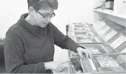  ?? ABEL URIBE/CHICAGO TRIBUNE ?? University of Chicago neurobiolo­gy professor Peggy Mason tends to the rats in her lab.