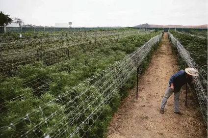  ?? Ramin Rahimian / Special to The Chronicle ?? Changing federal laws could make the cannabis grown at Sonoma Hills Farm in Petaluma into a valuable export crop.