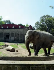  ??  ?? Antico
Il giardino zoologico di Napoli è il secondo aperto in Italia dopo Roma Ha 8o anni