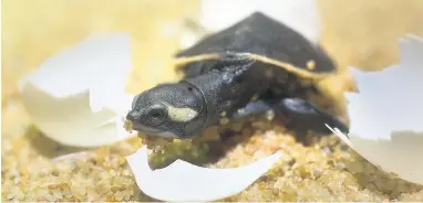  ??  ?? A baby Map Turtle.