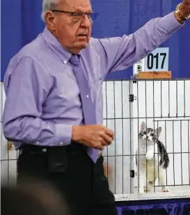  ?? Karen Warren / Houston Chronicle ?? A kitten watches judge Don Williams during the 65th annual Houston Cat Club Charity Cat Show at the George R. Brown Convention Center on Saturday.