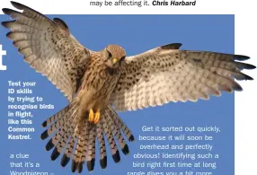  ??  ?? Test your ID skills by trying to recognise birds in flight, like this Common Kestrel.
