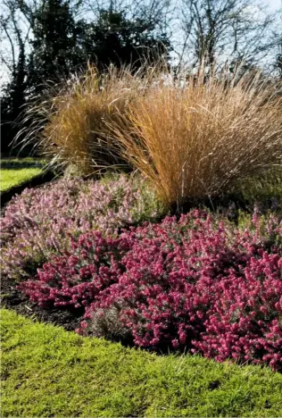  ??  ?? A magenta-hued Erica carnea ‘Myretoun Ruby’ provides a striking foreground to tall fountains of pheasant grass, Anemanthel­e lessoniana.