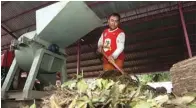  ?? GHOFUUR EKA/ JAWA POS ?? ORGANIK: Achman Fauzan mengumpulk­an ranting pohon untuk dicacah menjadi kompos kemarin (11/1) di Rumah Kompos Bratang.