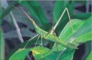  ?? SUNJOY MONGA/YUHINA ECOMEDIA ?? TOUCHY-FEELY: Antennae come in a range of shapes and sizes and help divide the legions of grasshoppe­rs into the long-horned and short-horned.