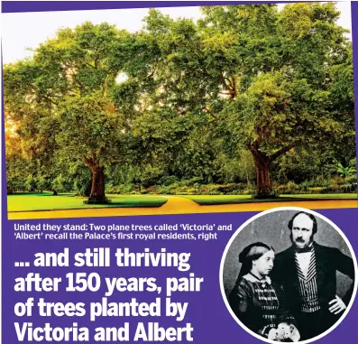  ??  ?? United they stand: Two plane trees called ‘Victoria’ and ‘Albert’ recall the Palace’s first royal residents, right