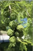  ?? PHOTO BY PAM BAXTER ?? Immature seed pods of Metasequoi­a glyptostro­boides.