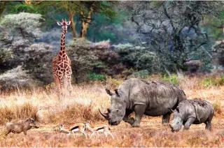  ?? ?? Working with the authoritie­s has seen a marked improvemen­t in the protection of rhinos in Kenya