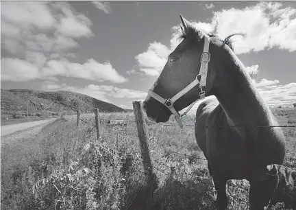  ?? PHOTOS: NATIONAL CAPITAL COMMISSION ?? Along the Eardley Escarpment: the Pontiac Equestrian Associatio­n plans a weekend of horsey activities.