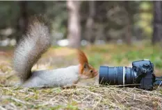  ??  ?? Wer heimlich Tiere beobachten will, sollte seine Kamera vermutlich ein wenig besser verstecken als auf unserem Bild. Foto: stock.adobe.com