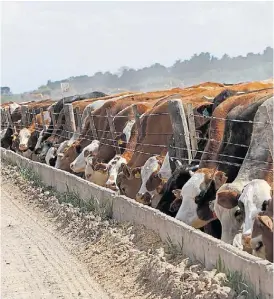  ??  ?? Dieta. Los animales no pueden asimilar todo el fósforo suministra­do.