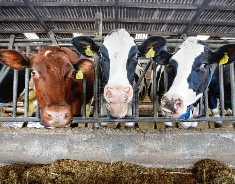  ?? Symbolfoto: Roland Weihrauch, dpa ?? Mit kuriosen Vorgängen in zwei Kuhställen im Raum Roggenburg und bei Thannhause­n im Landkreis Günzburg hat sich das Neu Ulmer Jugendschö­ffengerich­t befasst – und ein Urteil gesprochen.