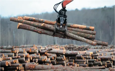  ?? CP FILE PHOTO ?? Workers sort wood at Murray Brothers Lumber Company woodlot in Madawaska, Ont. on April 25.