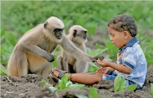  ?? AFP ?? Bangari feeds langur monkeys in a field near his home in Allapur. —