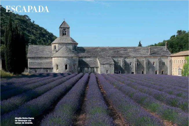  ??  ?? Abadía Notre-Dame de Sénanque con campo de lavanda.