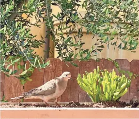  ?? COURTESY OF DANIEL COPLON ?? A mourning dove stops by reporter Carly Mallenbaum’s porch to graze on some seeds.