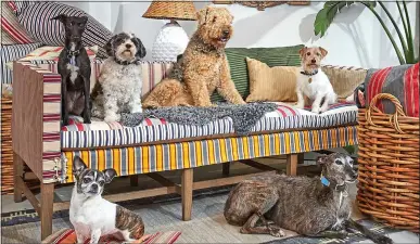  ?? ?? LAP OF LUXURY: Christophe­r Howe’s ‘dogbed’ settee costs £12,300 – but the pets won’t appreciate that fact