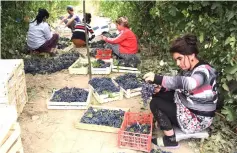  ??  ?? Workers sort grapes after picking from vines during the harvest at a vineyard outside the settlement of Zarkent, Uzbekistan. — AFP photo