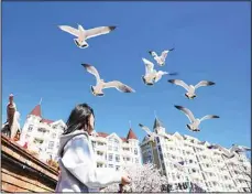  ?? ?? A tourist feeds birds at Laohutan scenic area in Dalian, northeast China’s Liaoning Province on April 16. (Xinhua)