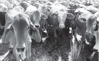  ??  ?? Zimbabwe decentrali­sed cattle auctioning so as to contain foot and mouth disease